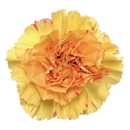 <h4>DI ST HAPPY HARU *NEW*</h4>