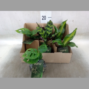 Planten  ..mix