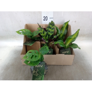 Planten  ..mix