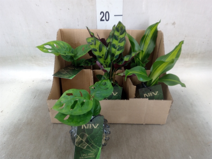<h4>Planten  ..mix</h4>