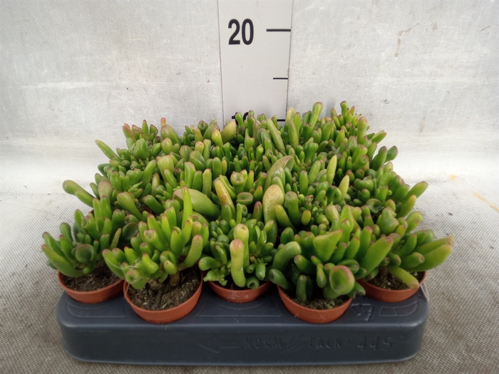 <h4>Crassula ovata 'Horn Tree'</h4>