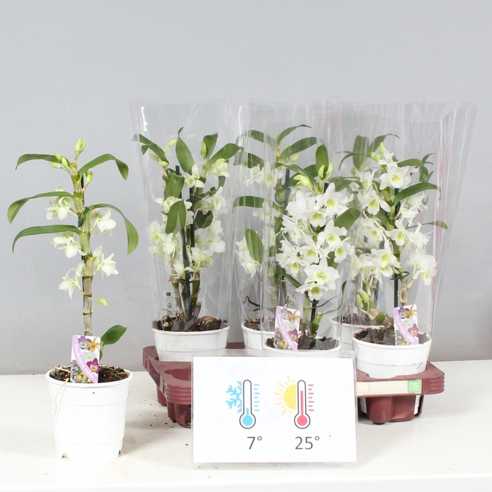 <h4>DEND NOBILE</h4>