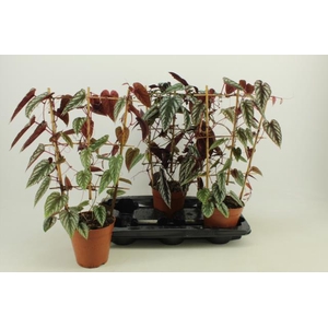 Cissus Discolor 15Ø 45cm