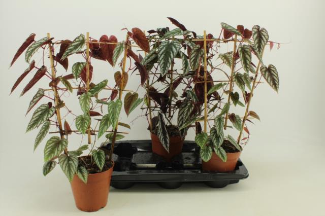 Cissus Discolor 15Ø 45cm