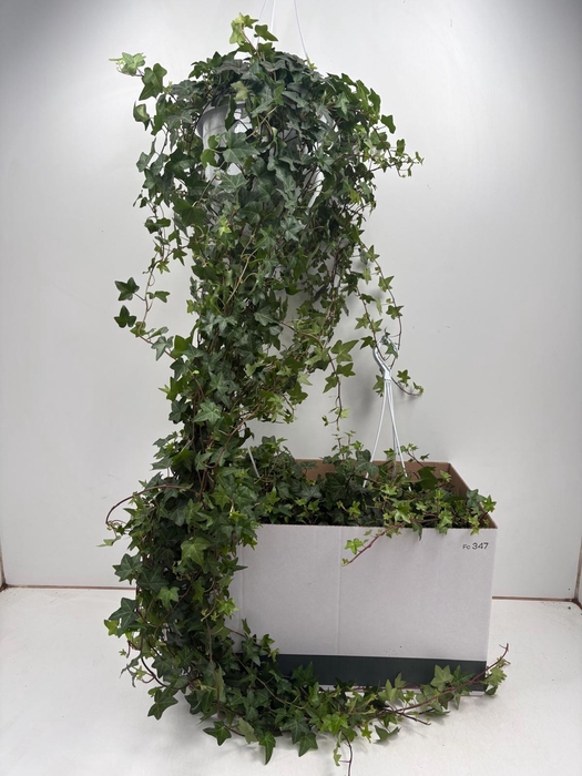 <h4>HED HE PITTSBURGH</h4>