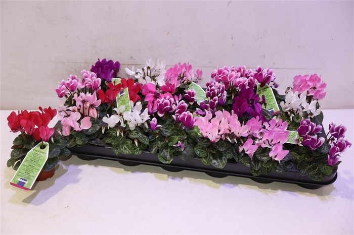 <h4>Cycl Kl Sup Micro</h4>