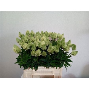 Trifolium Ochroleucon