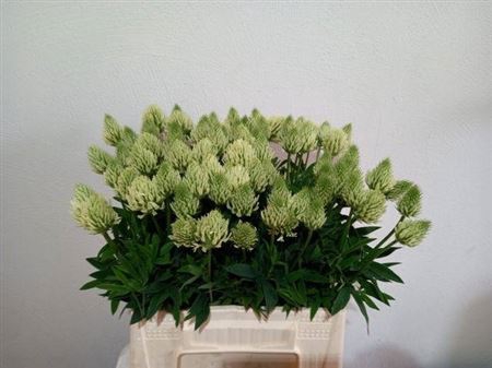 <h4>Trifolium Ochroleucon</h4>