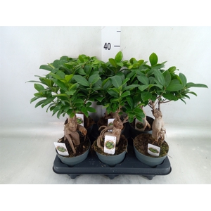 Ficus microcarpa 'Ginseng'