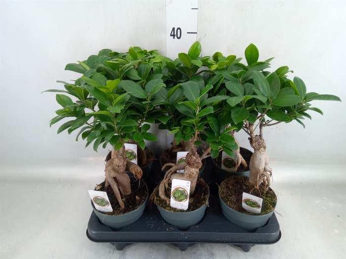 <h4>Ficus microcarpa 'Ginseng'</h4>