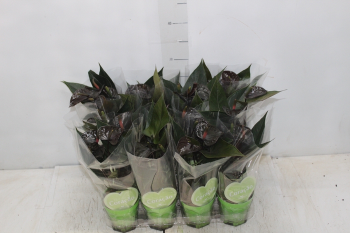 <h4>ANTHURIUM BLACK LOVE P09</h4>