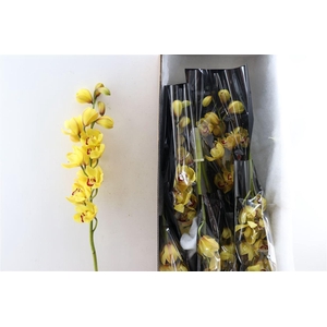 Cymb Yellow Red Lips 12+