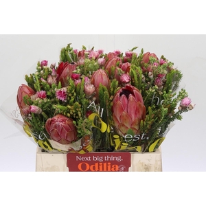 BQ Protea Hybride SFB