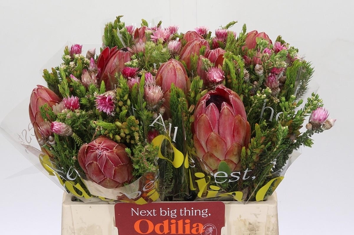 <h4>BQ Protea Hybride SFB</h4>