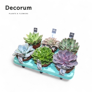 Echeveria Mix (Decorum)
