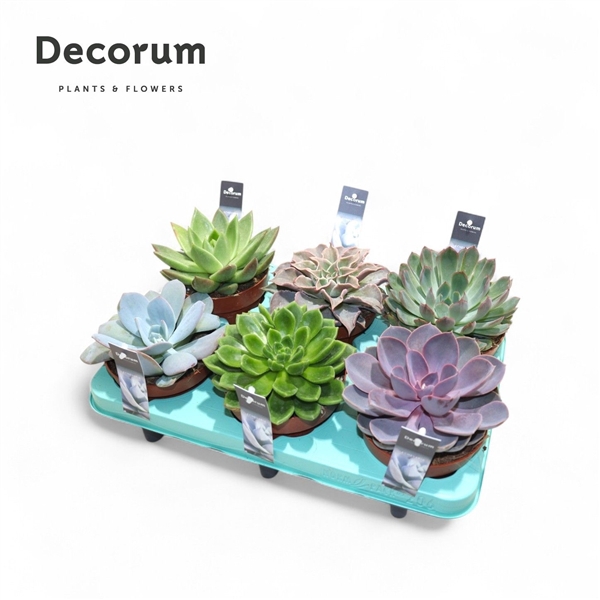 <h4>Echeveria Mix (Decorum)</h4>