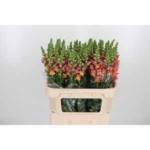 Antirrhinum Po D. Orange
