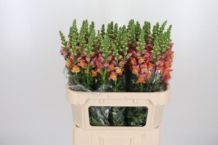 <h4>Antirrhinum Po D. Orange</h4>