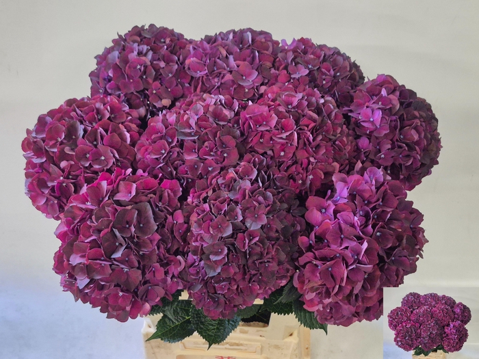 <h4>Hydr M Mag Dark Ruby</h4>
