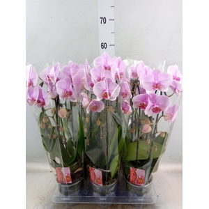 Phalaenopsis  'Elegant Cascade'