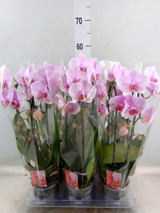 <h4>Phalaenopsis  'Elegant Cascade'</h4>