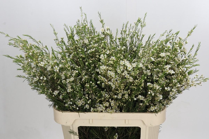 <h4>Chamelaucium Ofir</h4>