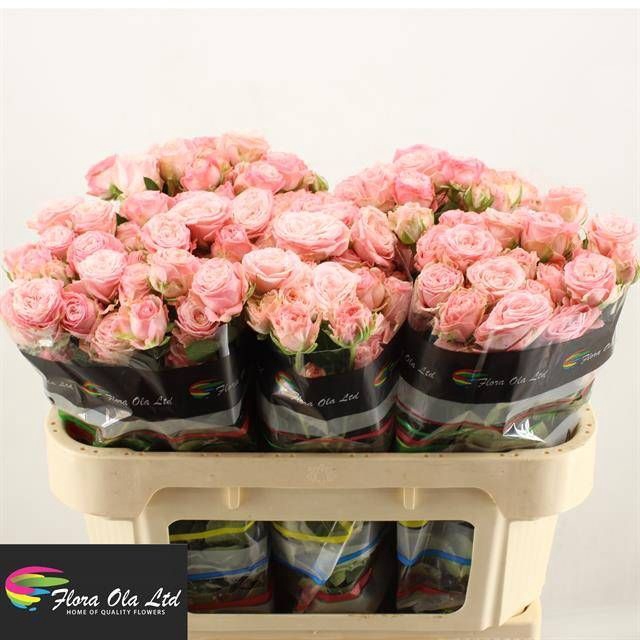 <h4>R Tr Madam Bombastic Flora Ola</h4>