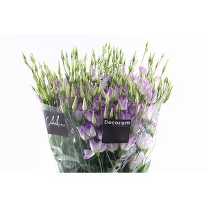 Eust Botanic Lavender Mistycal