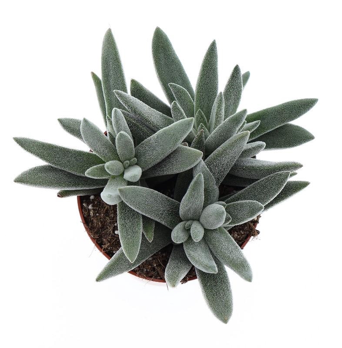 <h4>Crassula Overig Silver, CR8008</h4>