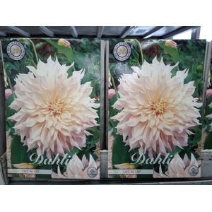 Dahlia   ...flowerbulbs