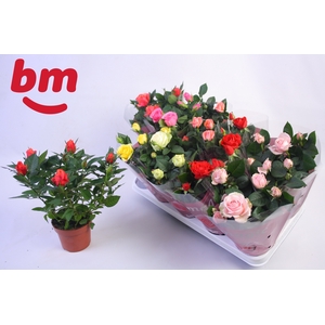 RO B MONDE GEM 6 SRT