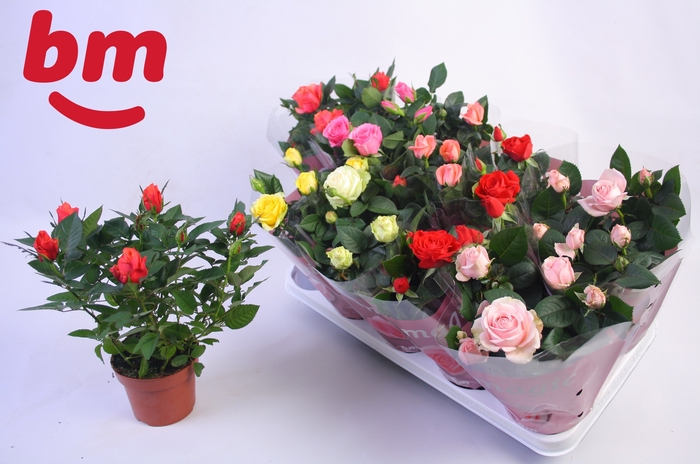 <h4>RO B MONDE GEM 6 SRT</h4>