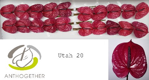 <h4>Anthurium Utah</h4>