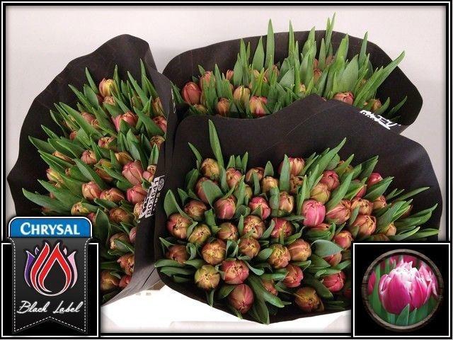 <h4>TU DU COLUMBUS</h4>