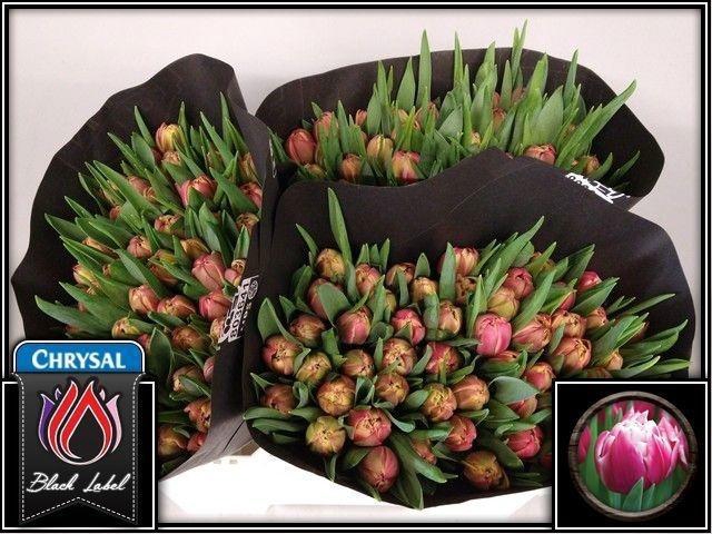 <h4>TU DU COLUMBUS</h4>