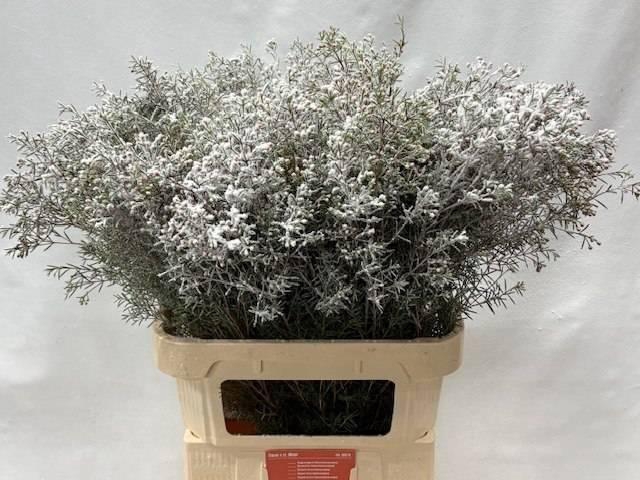 <h4>CHAME OV KLB H%</h4>