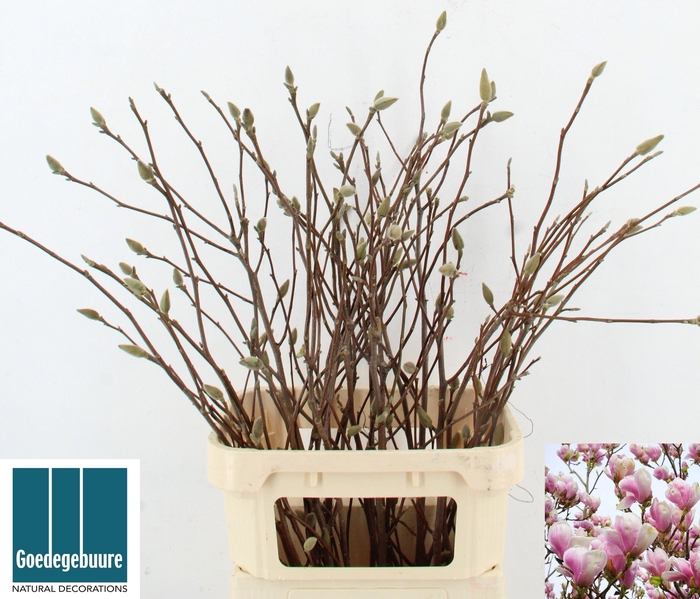 <h4>MAGNOLIA OV</h4>