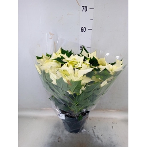 Euphorbia pulc. 'Alaska'