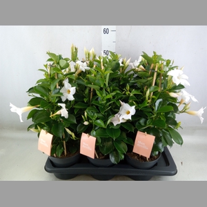 Mandevilla  'Sundavil White'