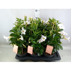 Mandevilla  'Sundavil White'
