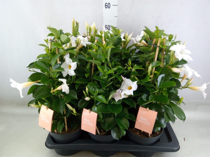 <h4>Mandevilla  'Sundavil White'</h4>