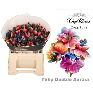 Tulipa Colored 'Aurora' Rainbow