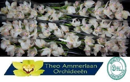 <h4>Muscle White 80 x8</h4>