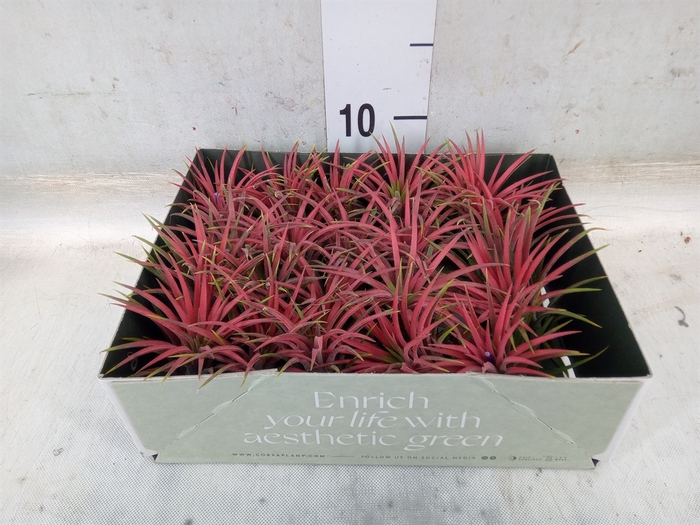 <h4>Tillandsia</h4>