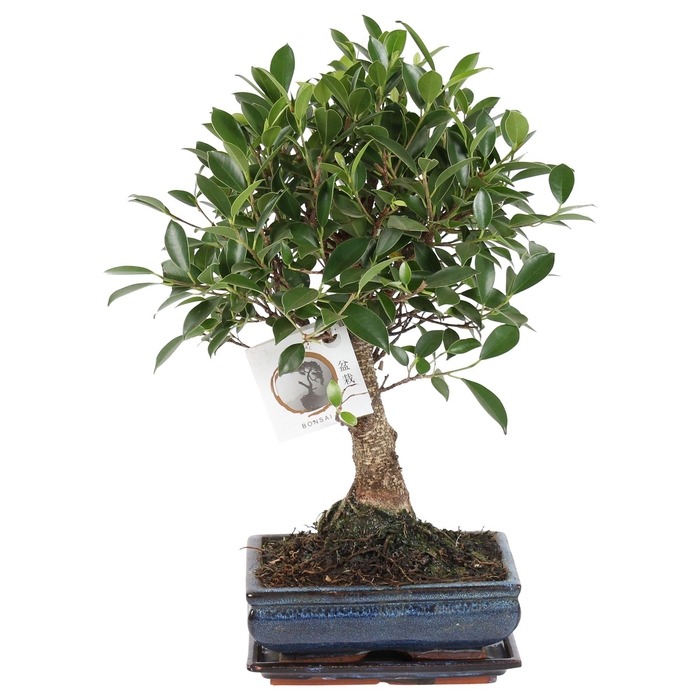 <h4>Bonsai 'Ficus retusa' in ø20cm Ceramic Ball Shape with Saucer</h4>