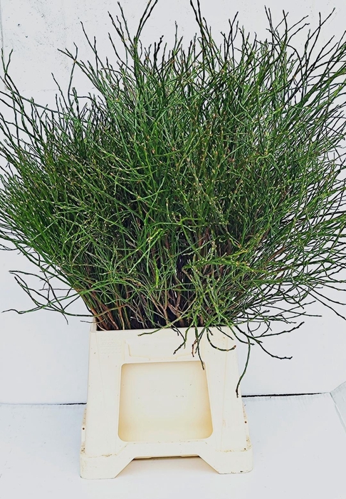 <h4>VACC MYRTILLUS BS</h4>