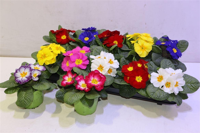 <h4>arr8 Prim Ac Gem</h4>