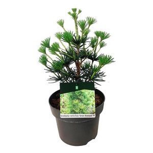 Sciadopitys vert. Green Diamond