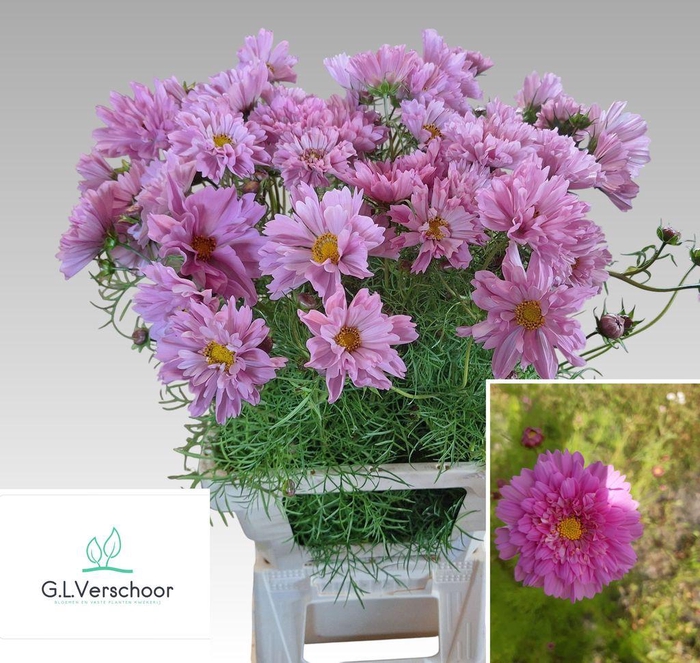 <h4>Cosmos Pink</h4>