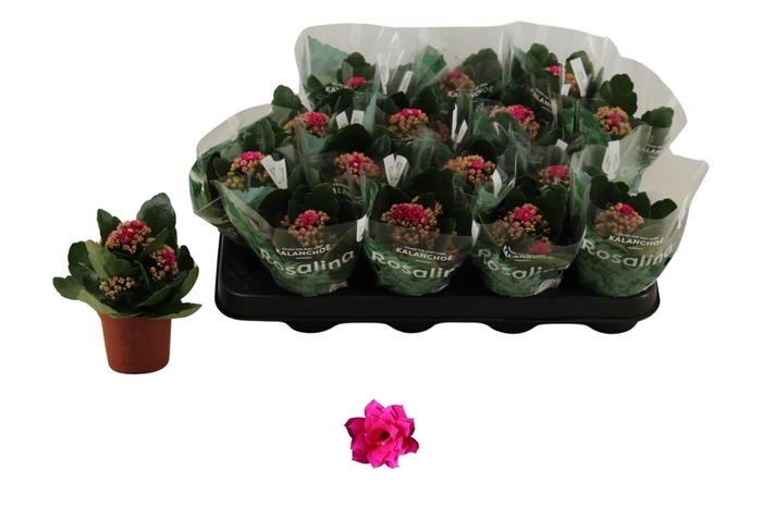 Kal Ge Don Victorio Cerise